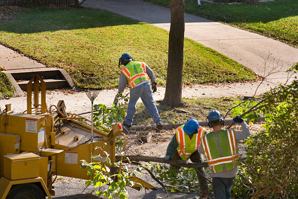 Leaf Removal in Sanford, CO